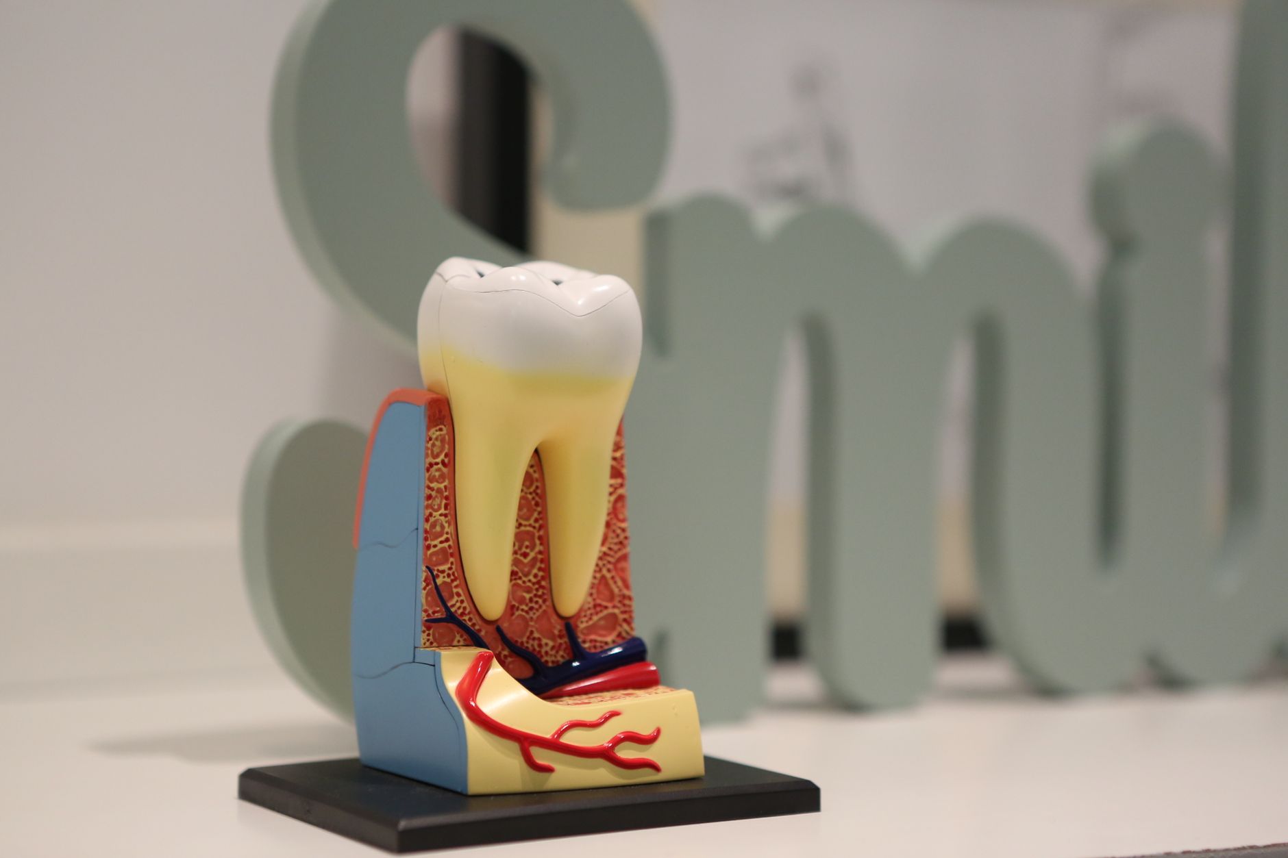 Tooth model with cleaned roots after a root canal to keep the natural tooth